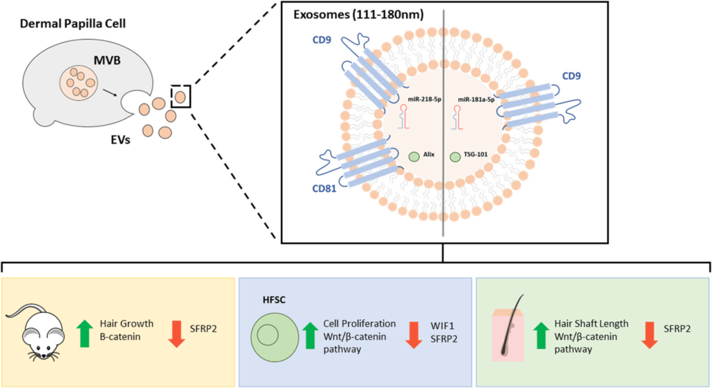 Exosomes mice study diagram
